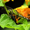 Eastern Pondhawk