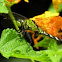 Eastern Pondhawk