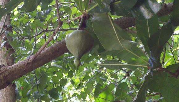 Spotting Image 1