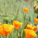 California poppy