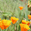 California poppy