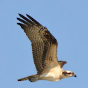 Osprey
