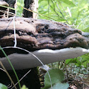 Ganoderma
