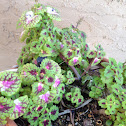 Coleus