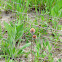 Coneflower