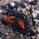 RED COTTON BUG