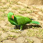 Eclectus Parrot