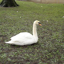 Mute Swan