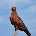 hawk (gavião-caboclo)