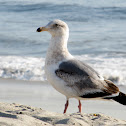 Ring Billed Gull