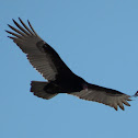Turkey Vulture