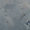Mud skippers