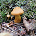 Gymnopilus sp.