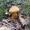 Gymnopilus sp.