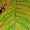 Mockernut Hickory