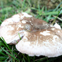 Snail on a Wild Mushroom