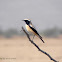 Desert Wheatear