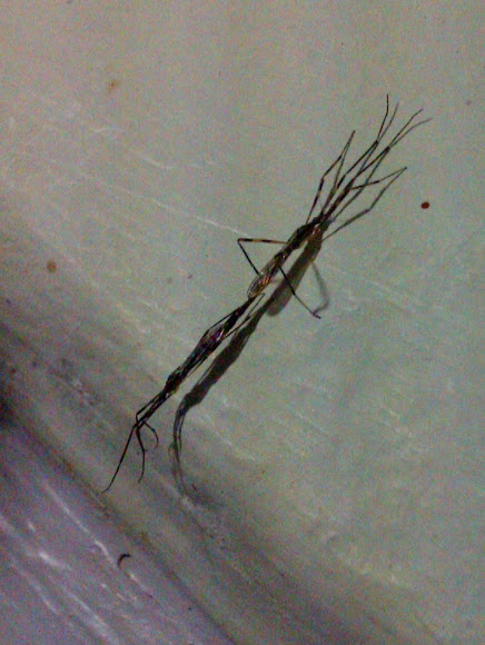 Spotting Image 1