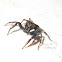 Adanson's House Jumper (Male)
