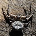 Bark Crap Spider