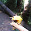 Banana Slug