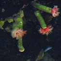 Calcareous tubeworm