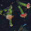 Calcareous tubeworm