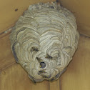 Paper Wasp Nest