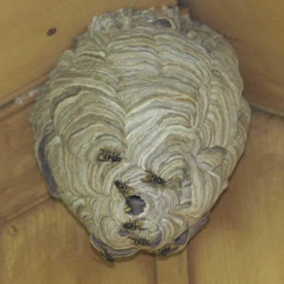 Spotting Image 1