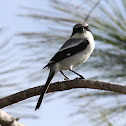 Loggerhead Shrike