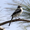Loggerhead Shrike