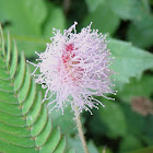 Touch-Me-Not, Sensitive Plant, Adormidera