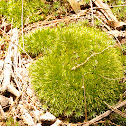 Pincushion moss