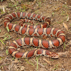 Milk Snake