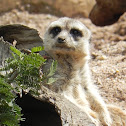 Meerkat- Suricata