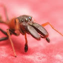 Ant-Mimicking Jumping spider