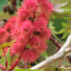 Castor bean