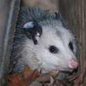 Virginia Opossum
