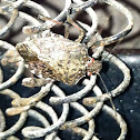 Brown marmorated stink bug