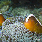 Orange skunk clownfish