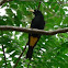 Crested Oropendola