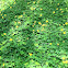 flor