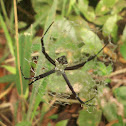 Signature spider