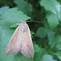 The One-Spot (Armyworm)