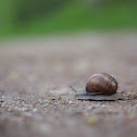 Gastropoda