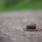Gastropoda