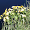 Dotterbloem