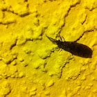 Spring fishfly