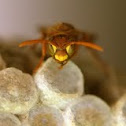 Common Paper Wasp