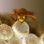 Common Paper Wasp
